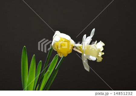 ラッパズイセン 14851232