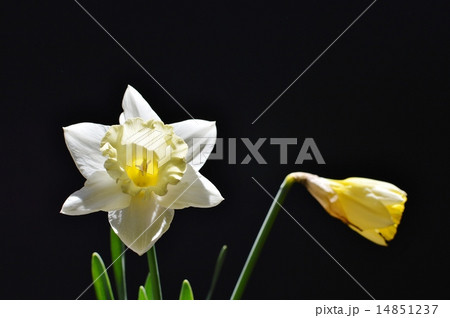 ラッパズイセン ラッパズイセン 14851237