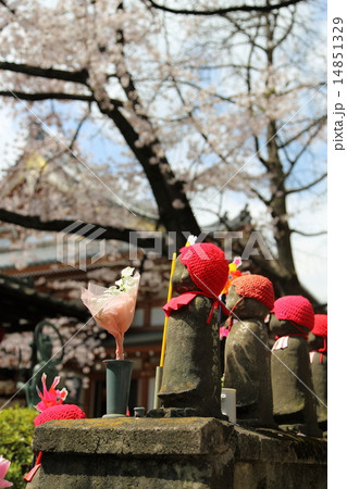 千躰子育地蔵尊と桜 14851329