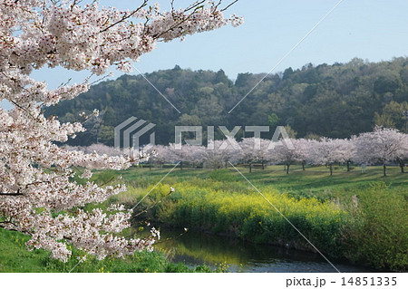 引地川親水公園 14851335