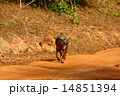 Golden jackal 14851394