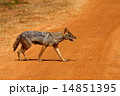 Golden jackal 14851395