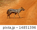 Golden jackal 14851396