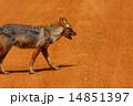 Golden jackal 14851397