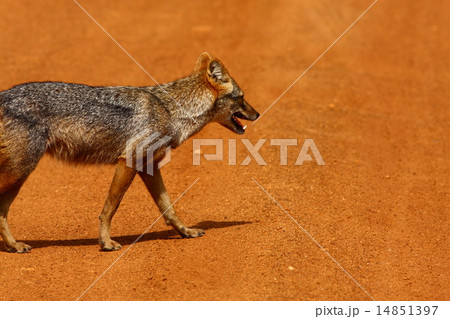 Golden jackal 14851397