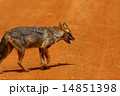 Golden jackal 14851398