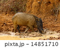 Wild boar 14851710