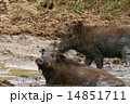 Wild boar 14851711