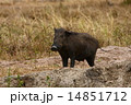 Wild boar 14851712
