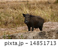 Wild boar 14851713