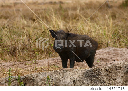 Wild boar Wild boar 14851713