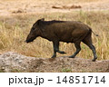 Wild boar 14851714