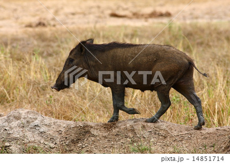 Wild boar 14851714