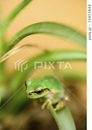 アマガエル アマガエル 14853849