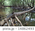 マングローブ 14862493