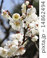 白梅満開 14862494
