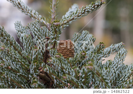 シルバーロックの実 シルバーロックの実 14862522