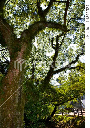 姫路城内の風景 姫路城内の風景 14862527