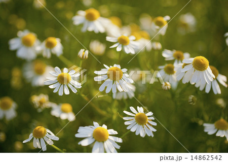 カモミール カモミール 14862542