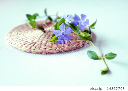 紫の花 14862703