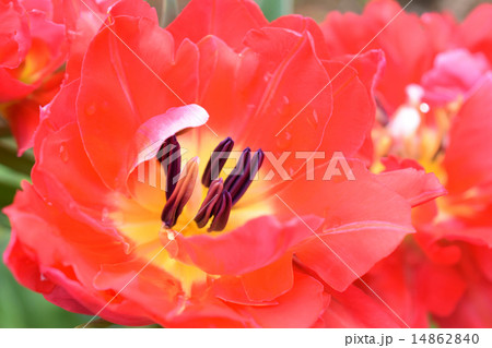 チューリップ エリザベス チューリップ エリザベス 14862840