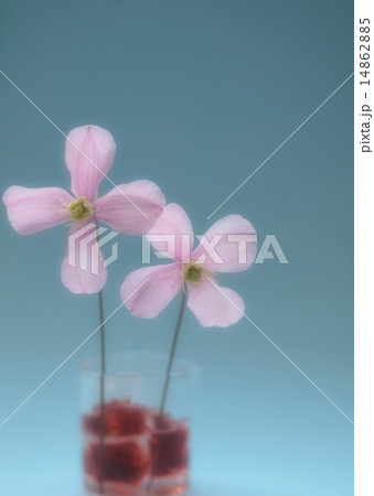 二輪のクレマチス 14862885