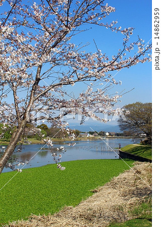 桜と下江津湖 桜と下江津湖 14862959