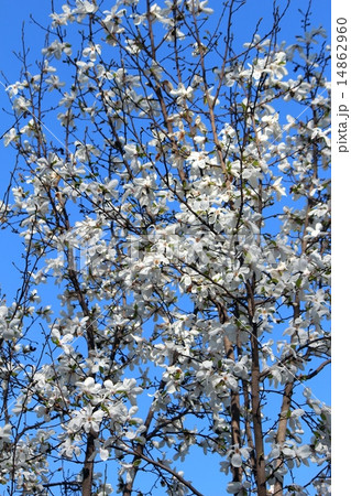 コブシの花 14862960