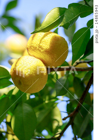 高知県の柚子(樹上) 高知県の柚子(樹上) 14865943