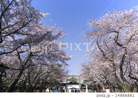 東京桜の名所 靖国神社と満開の桜 15年の写真素材