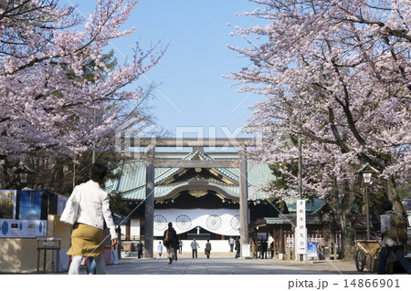 東京桜の名所 靖国神社と満開の桜 15年の写真素材