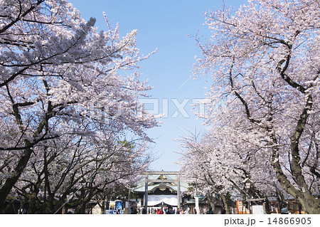 東京桜の名所　靖国神社と満開の桜　2015年 14866905