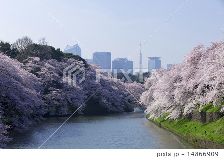 東京桜の名所 静謐な皇居千鳥ヶ淵 満開の桜と東京タワー 東京桜の名所 静謐な皇居千鳥ヶ淵 満開の桜と東京タワー 14866909