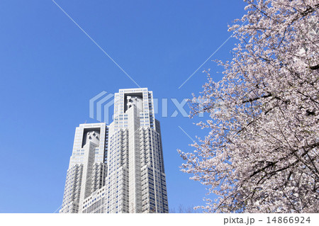 東京都庁と満開の桜　快晴青空 14866924