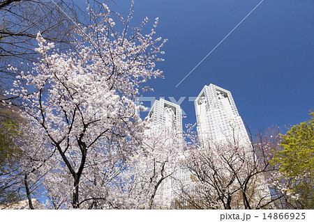 東京都庁と満開の桜　快晴青空 14866925