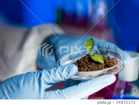 close up of scientist hands with plant and soil 14872172