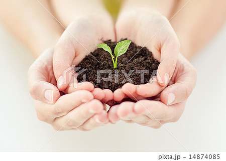 close up of child and parent hands holding sprout close up of child and parent hands holding sprout 14874085