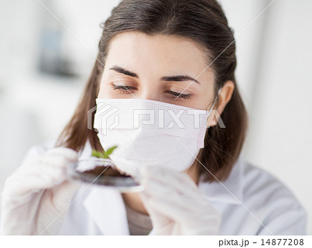 close up of scientist with plant and soil in lab close up of scientist with plant and soil in lab 14877208