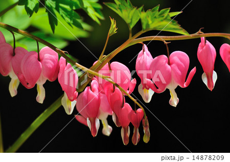 たいつり草 14878209