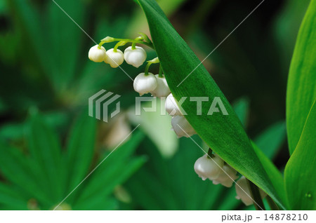 ドイツ鈴蘭 14878210