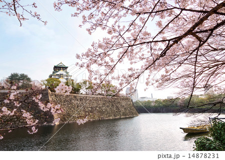 大阪城公園　桜 14878231