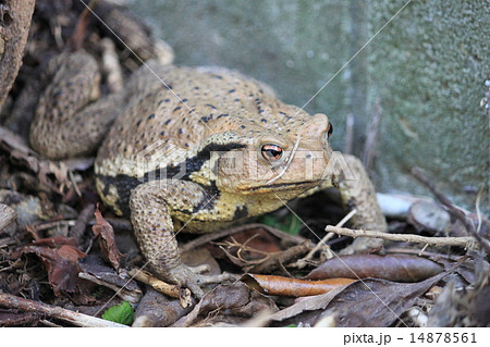 ヒキガエル 14878561