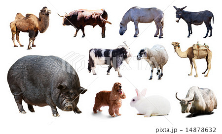 pig and other farm animals. Isolated over white 14878632