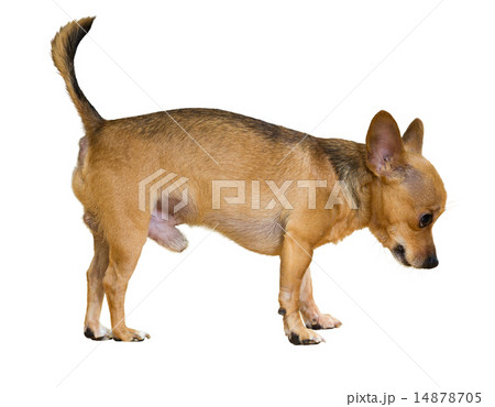 Moscow Toy Terrier 14878705