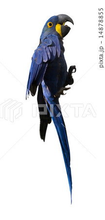 Hyacinth macaw Hyacinth macaw 14878855
