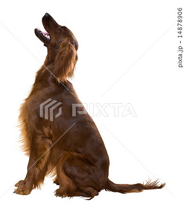 Irish Setter 14878906