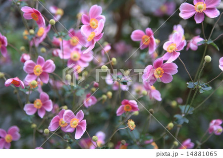 シュウメイギク シュウメイギク 14881065