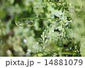 ナガミヒナゲシの蕾み 14881079