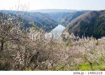 月ヶ瀬梅林からの名張川 月ヶ瀬梅林からの名張川 14881219