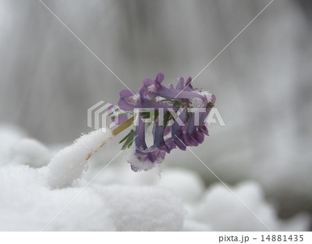 Corydalis flower surrounded with snow Corydalis flower surrounded with snow 14881435